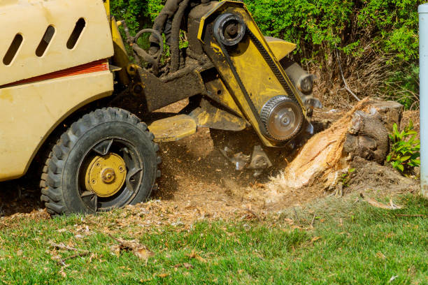 Best Tree Branch Trimming  in Enetai, WA